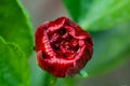 Chinese deep big joba flower infinity closeup or hibiscus