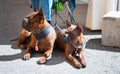 Chinese dog breed at dog show, Photo of two red dogs Royalty Free Stock Photo