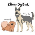 Chinese dog breed cartoon chart illustration