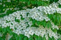 Chinese dogwood in bloom closeup Royalty Free Stock Photo