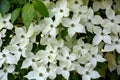 Chinese dogwood cornus kousa var chinensis Royalty Free Stock Photo