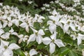 Chinese dogwood flower at the Botanical garden of Vacratot, Hungary