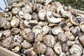 Chinese dried mushrooms Royalty Free Stock Photo