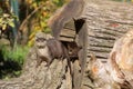 Chinese Dwarf Otter