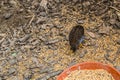 Chinese dwarf quails peck in the ground Royalty Free Stock Photo