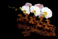 Chinese eight horses abstract sculpture fengshui statue with orchids Royalty Free Stock Photo