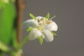 Fukien Tea flower macro