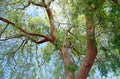 Chinese Elm Ulmus parvifolia in Laguna Woods, California. Royalty Free Stock Photo