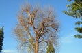 Chinese Elm Ulmus parvifolia in Laguna Woods, California. Royalty Free Stock Photo