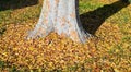 Chinese Elm Ulmus parvifolia in Laguna Woods, California.