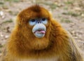 Golden snub-nosed monkey Royalty Free Stock Photo