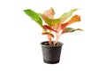 Chinese Evergreen or Aglaonema modestum in plastic pot . Royalty Free Stock Photo