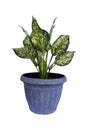 Chinese Evergreen Aglaonema sp. `Anyamanikhaw`, ARACEAE, iTree in a pot Isolate on White Background