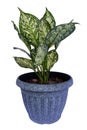 Chinese Evergreen Aglaonema sp. `Anyamanikhaw`, ARACEAE, iTree in a pot Isolate on White Background