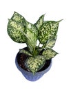 Chinese Evergreen Aglaonema sp. `Anyamanikhaw`, ARACEAE, iTree in a pot Isolate on White Background