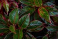 Chinese Evergreen Aglaonema sp. Ruaylonfa