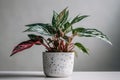 Chinese Evergreen Aglaonema In A White Pot On A White Background. Generative AI Royalty Free Stock Photo