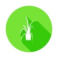 chinese evergreen icon in Flat long shadow style