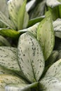 Chinese evergreen Maria Christina