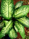 Chinese evergreen ornamental plants in pots