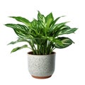 Chinese Evergreen in a pot isolated on White background Royalty Free Stock Photo