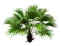 Chinese Fan Palm Royalty Free Stock Photo