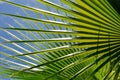 Chinese Fan Palm Royalty Free Stock Photo