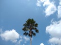 Chinese fan palm or fountain palm (Livistona chinensis) tree against the blue sky Royalty Free Stock Photo