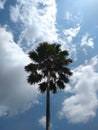 Chinese fan palm or fountain palm (Livistona chinensis) tree against the blue sky Royalty Free Stock Photo
