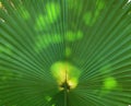 Chinese fan palm or livistona chinensis Royalty Free Stock Photo