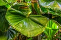 Chinese fan palm plant during rainy weather, beautiful tropical nature background Royalty Free Stock Photo