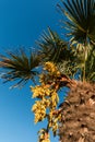 Chinese Fan Palm Royalty Free Stock Photo