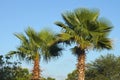 Chinese Fan Palm Trees Royalty Free Stock Photo