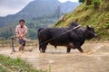 Chinese farmer cultivates rice field, his bull pulling a plow.