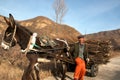 Chinese farmer on a donkey cart carrying firewood, Hebei Province, China