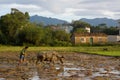 Chinese farmer farming in summer season Royalty Free Stock Photo