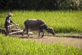 Chinese farmer and his buffalo working in a rice field