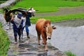 Chinese farmer with oxen