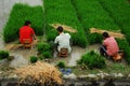 Chinese Farmer In Sichuan