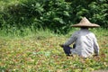 Chinese farmer in field