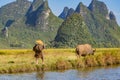 Chinese farmer walking with water buffalo along river Royalty Free Stock Photo