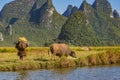 Chinese farmer walking with water buffalo along river Royalty Free Stock Photo