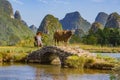 Chinese farmer walking with water buffalo on bridge