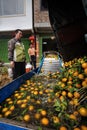 Chinese farmer watching unloading oranges in the washer container.