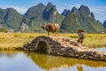 Chinese farmer with water buffalo, China. Royalty Free Stock Photo