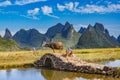 Chinese farmer with water buffalo, China. Royalty Free Stock Photo