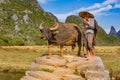 Chinese farmer with water buffalo, China. Royalty Free Stock Photo