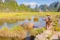 Chinese farmer with water buffalo, China. Royalty Free Stock Photo