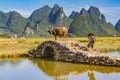 Chinese farmer with water buffalo, China. Royalty Free Stock Photo