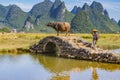 Chinese farmer with water buffalo, China. Royalty Free Stock Photo